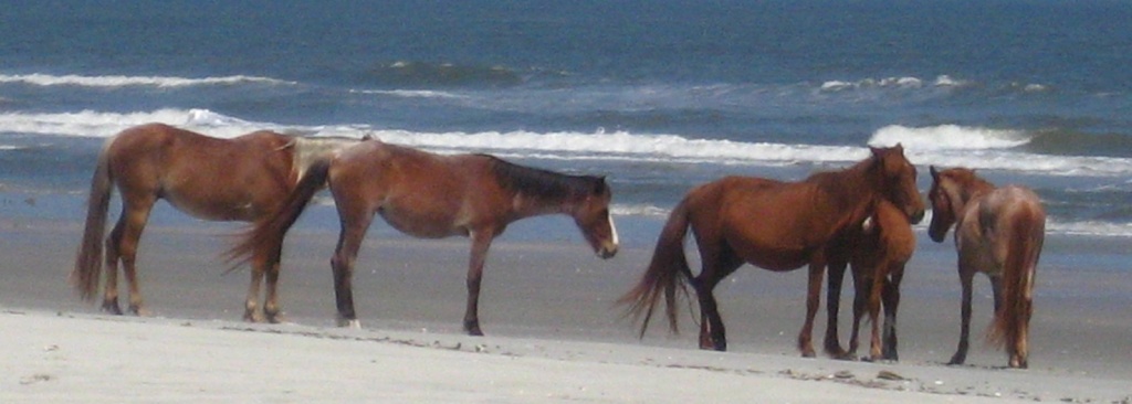 Cumberland-Island-wild-horses.